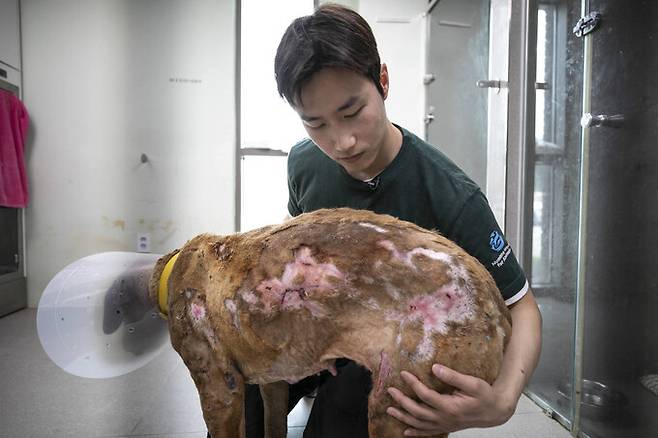 지난해 5월 이상경 한국 휴메인월드 포 애니멀즈 캠페인 팀장이 산불에서 살아남은 ‘피닉스’를 살펴보고 있다. 한국 휴메인월드 포 애니멀즈 제공