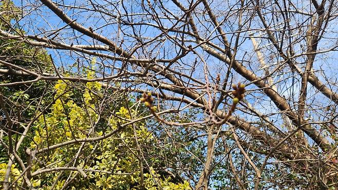 꽃망울도 아직 제대로 보이지 않는 상황