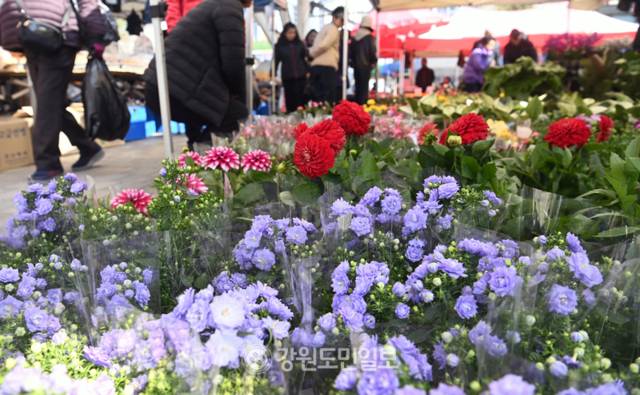 ▲ 강원 영서 대부분 지역의 낮 최고기온이 10도를 웃도는 등 완연한 봄 날씨를 보인 12일 춘천 풍물시장에서 시민들이 진열된 꽃들을 고르고 있다. 방도겸 기자