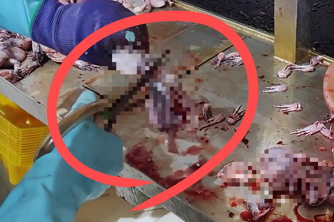 인도네시아의 한 개구리 다리 생산 업체 관계자가 개구리를 손질하고 있다.[PETA아시아 홈페이지 갈무리]