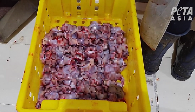 인도네시아의 한 개구리 다리 생산 업체에서 포착된 개구리 다리.[PETA아시아 홈페이지 갈무리]