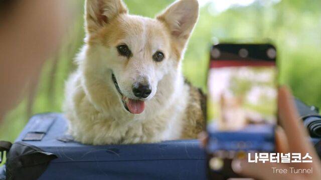 펫 바이크를 타고 있는 반려견의 모습. 강촌레일바이크
