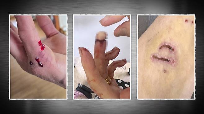 KBS2 ‘개는 훌륭하다’