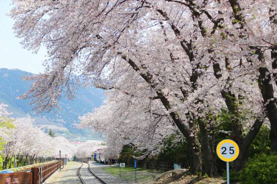 '제64회 진해군항제'가 오는 27일부터 열린다. 사진은 경화역 벚꽃. 사진=경남일보 DB