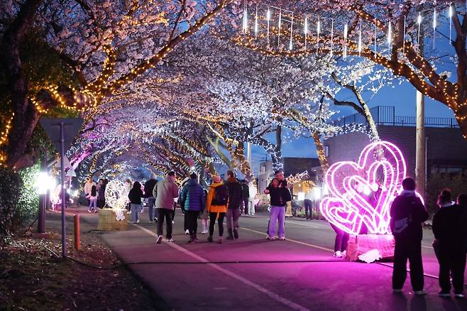 야간 벚꽃 명소인 제주시 애월읍 장전리에서 열린 왕벚꽃 축제 전경.