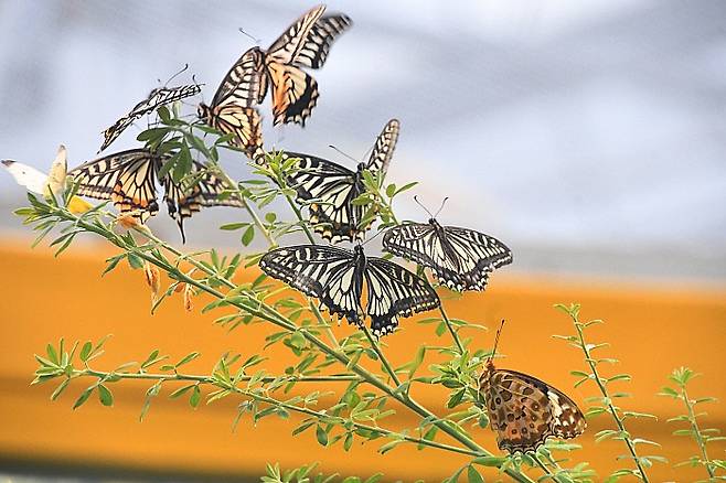 함평나비대축제,<함평군 제공>