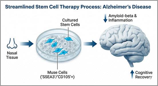 알츠하이머병 치료용 신경능선줄기세포 내 '뮤즈 세포(Muse cell)' 비율과 치료 효능 간의 상관관계 모식도. 신경능선줄기세포 내 SSEA3 및 CD105 표지자를 가진 뮤즈 세포의 비율이 높을수록 뇌 내 병리 물질 축적이 억제되고 인지 기능이 향상되는 등 알츠하이머병 치료 효과가 우수함을 보여준다.