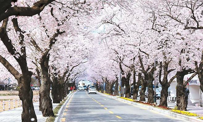 대구 달성군 옥포읍 기세리에서 천년고찰 용연사로 이어지는 ‘옥포로’ 일대는 매년 4월이면 거대한 꽃 터널을 형성한다. 최근 보행로를 정비해 안전하게 거닐기 좋다. [사진 대구시]