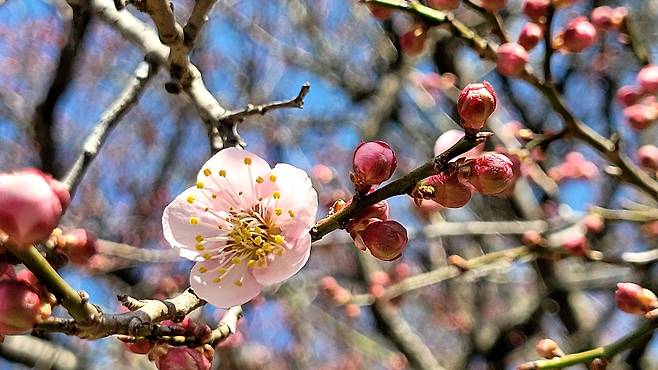 A red plum blossom is in full bloom at Baekyangsa in Jangseong, South Jeolla Province, Tuesday. (Yonhap)