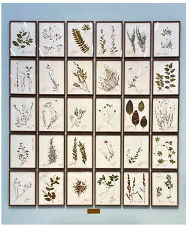 난지도 귀화식물 Naturalized plants-Nanjido *재판매 및 DB 금지