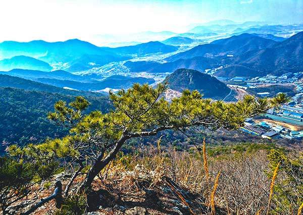 무척산 정상의 소나무 너머 조망.