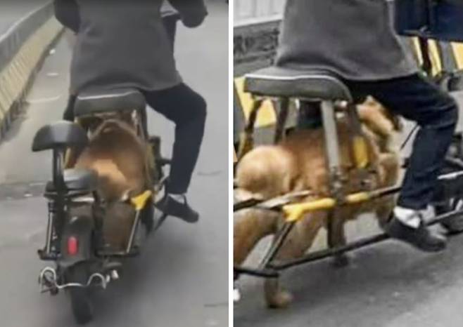 중국 동부 장쑤성의 한 도로에서 전기자전거 배터리를 떼어내고 반려견을 동력원으로 삼은 개조 자전거를 타는 노인. 소후닷컴