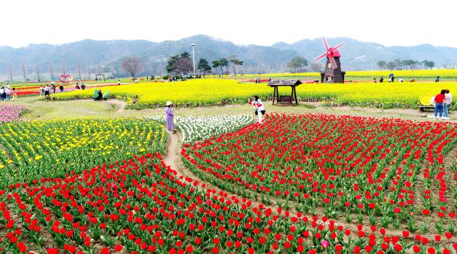 지난해 개최된 창녕낙동강유채축제 행사장. 창녕군 제공
