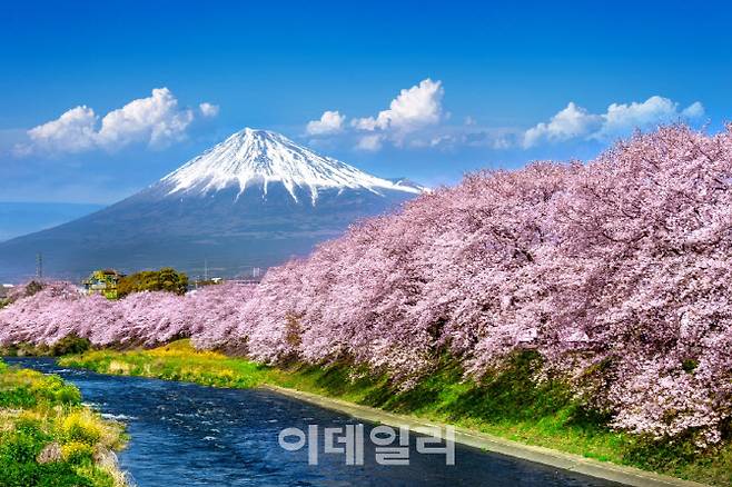후지산을 배경으로 강변을 따라 만개한 시즈오카 벚꽃 풍경 (사진=클립아트코리아)
