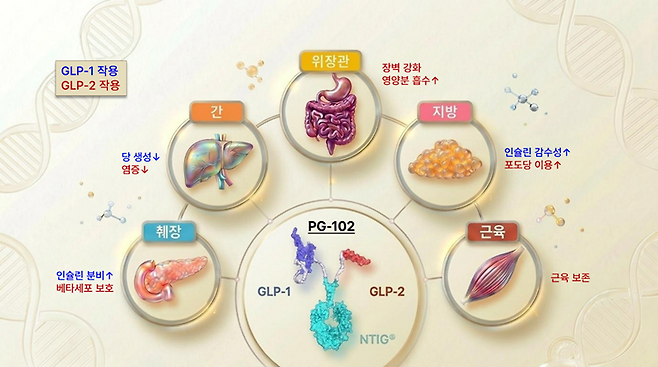 PG-102의 다중 장기 대사 조절 메커니즘. (이미지=프로젠)
