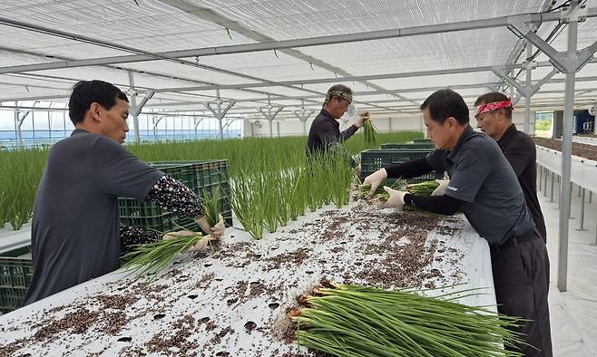 충북 보은군이 기후 변화에 대응한 스마트 농업 기반 구축에 총력을 쏟고 있다. 사진은 지난해 조성된 양념채소 스마트팜에서 쪽파를 재배하는 모습. 보은군 제공