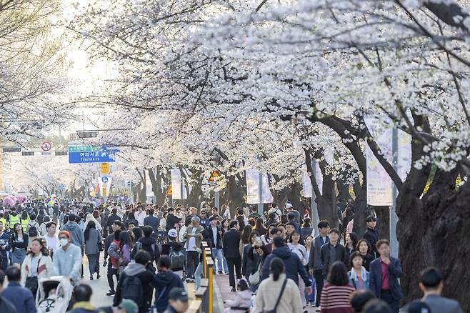 지난해 열린 여의도 봄꽃축제