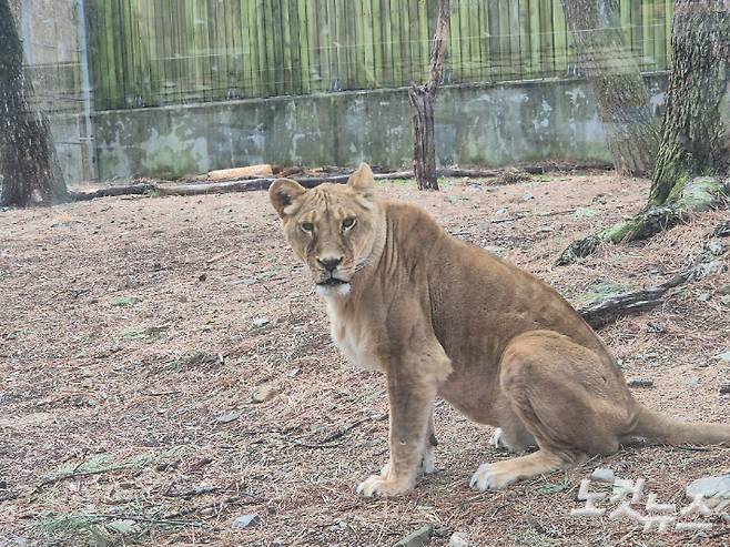 부산 삼정더파크 동물원 사자.  박중석 기자
