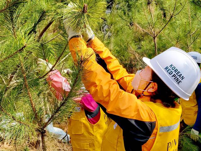 피노젠은 화장품 원료인 솔잎을 채취할 때 주민과 함께하며 일자리를 제공한다. 피노젠