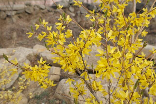 만리화. 국가생물종지식정보시스템