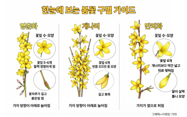 한눈에 보는 봄꽃 구별가이드. 챗GPT·제미나이·미리캔버스
