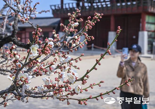 완연한 봄날씨를 보인 26일 오후 수원시 팔달구 화성행궁을 찾은 관람객들이 꽃망울을 터뜨린 매화꽃을 보며 봄기운을 만끽하고 있다. 임채운기자