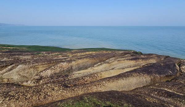 자월도 떡바위 위의 돌김과 파래.