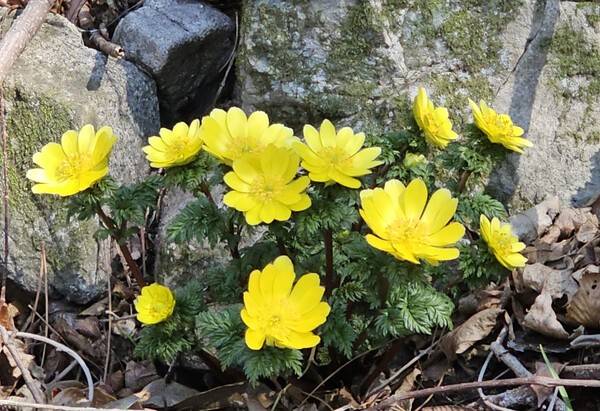 섬 곳곳에 자생하는 야생화 복수초.