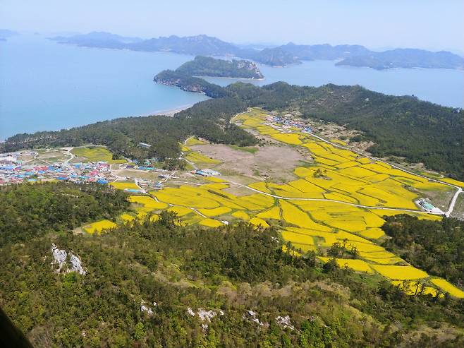 진도 관매도의 자연경관 위로 펼쳐진 노란 유채꽃 물결이 봄의 절정을 알리고 있다. 사진은 진도 보배섬을 뒤덮은 유채꽃. /진도군 제공