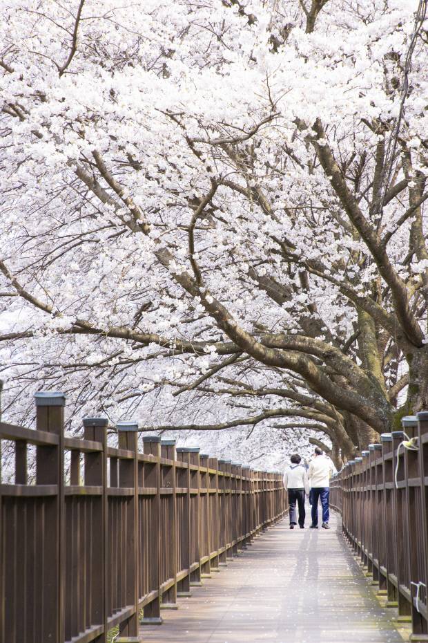 구례를 찾은 방문객들이 벚나무가 터널처럼 이어진 데크길을 따라 걷고 있다.