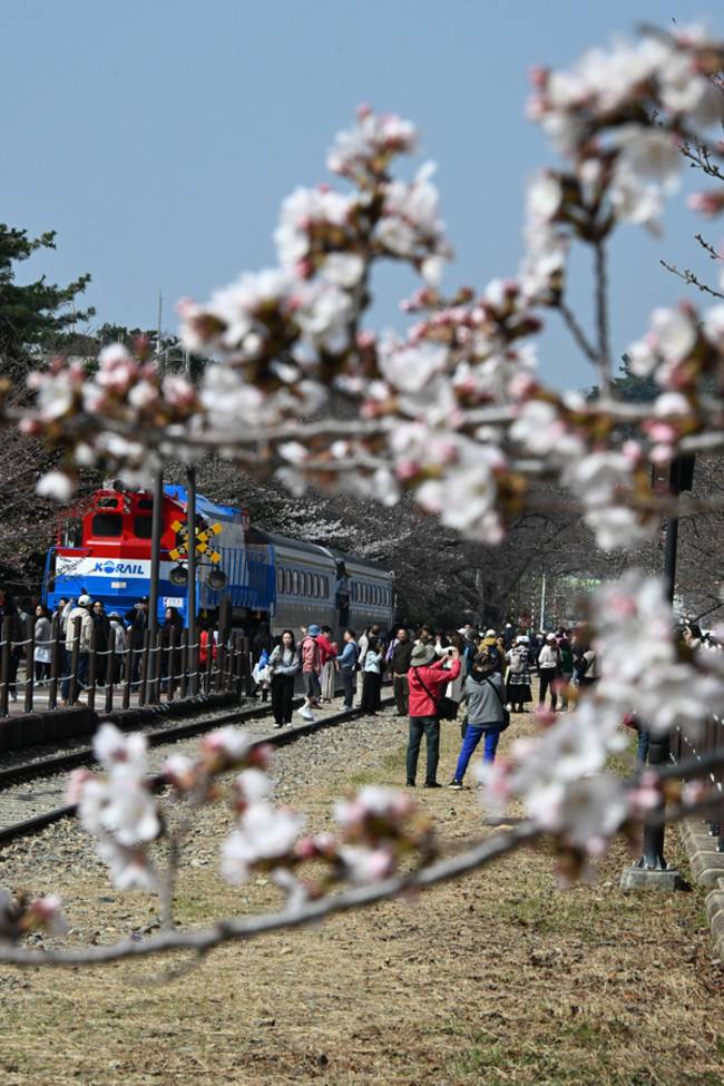 26일 오후 창원시 진해구 경화역에 벚꽃이 피기 시작하자 관광객들의 발길이 어어지고 있습니다.