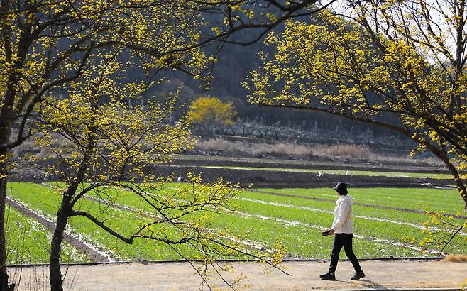 ‘제19회 산수유마을 꽃맞이행사’ 기간중 산수유꽃과 방문객의 조화. /의성군 제공