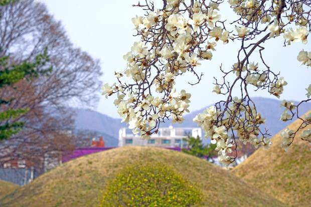3월 하순 경주는 벚꽃이 본격 개화하기 전 목련이 먼저 피며 계절 전환기를 형성한다. 경주시는 이러한 특성을 활용해 대릉원, 노서동 고분군, 덕봉정사를 연결한 저밀도 관광 동선을 제시했다. 노서동 고분군. 경주시 제공