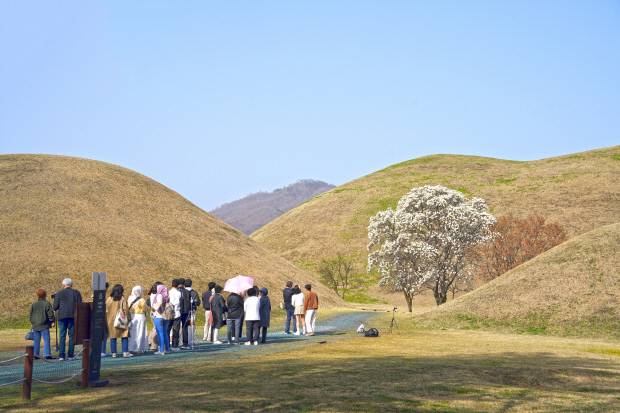 대릉원 목련포토존. 경주시 제공