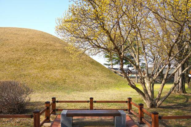 대릉원 산수유. 경주시 제공