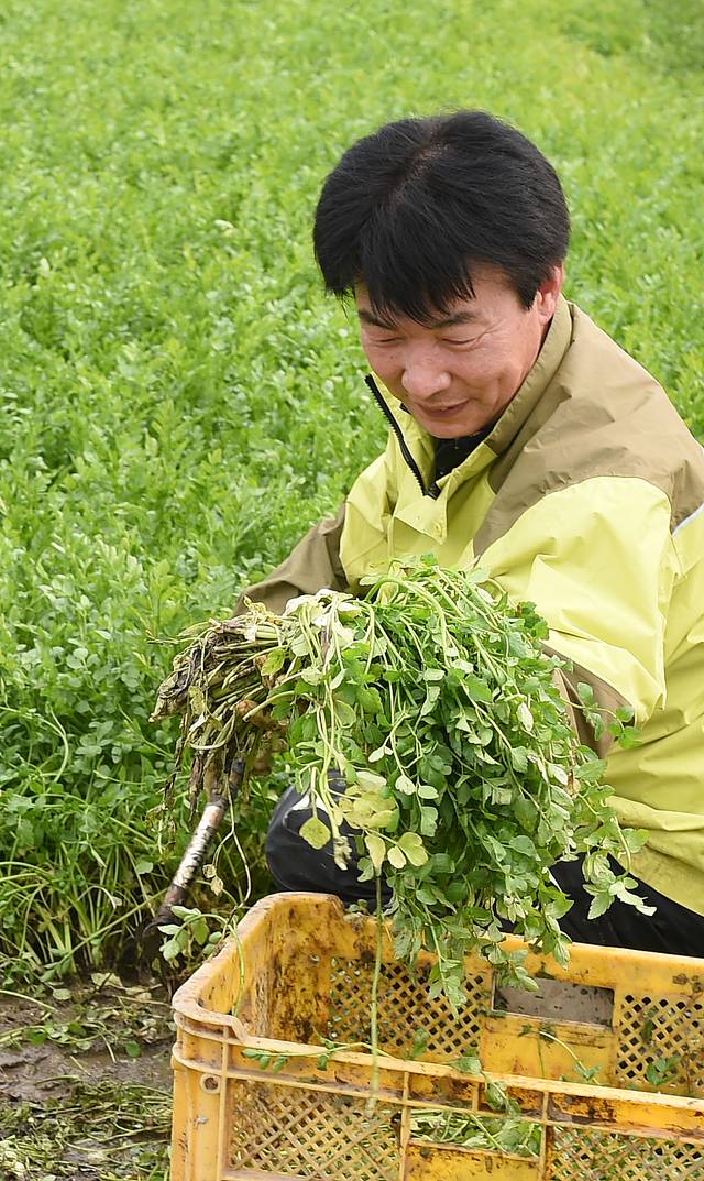 달성군 화원읍에서 한 농부가 미나리를 수확하고 있다.(대구일보 DB)