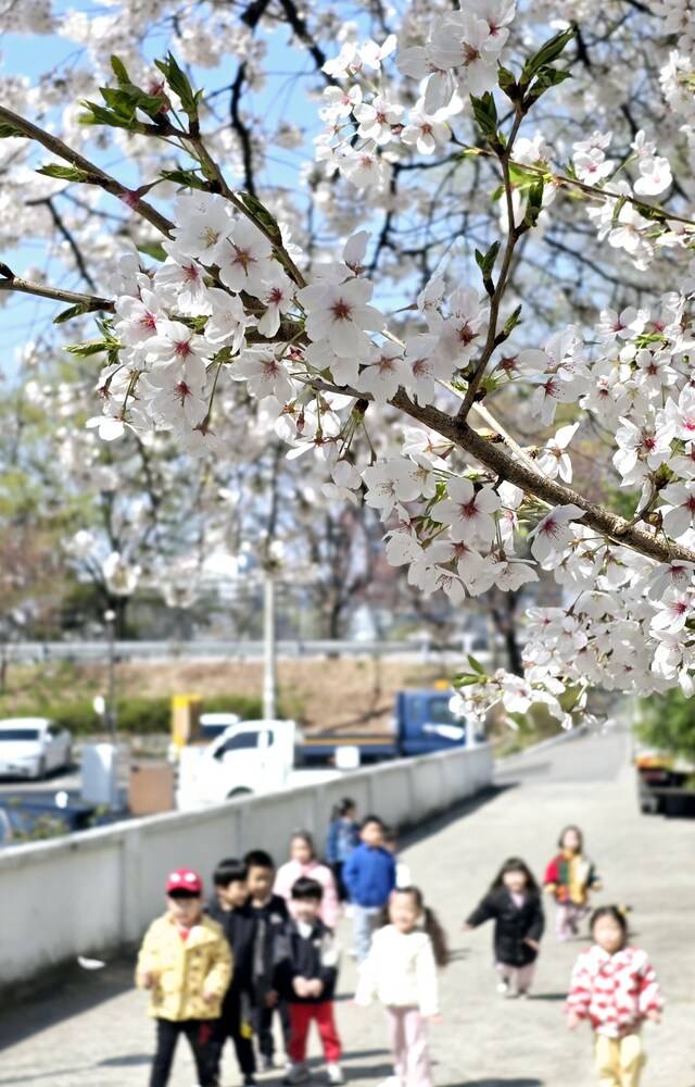 올해 벚꽃이 평년보다 최대 일주일가량 빨리 피면서 대구에도 완연한 봄기운이 퍼지고 있다. 사진은 대구 북구 산격동 일대에서 유치원생들이 활짝 핀 벚꽃을 배경으로 봄기운을 만끽하고 있다. 대구일보DB