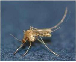 작은빨간집모기.