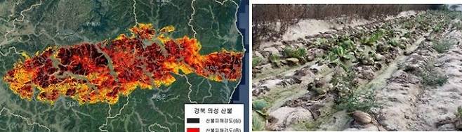 ▲경북 의성산불 위성사진(좌)과 토양수분 부족에 석회결핍이 발생한 영동지역 배추