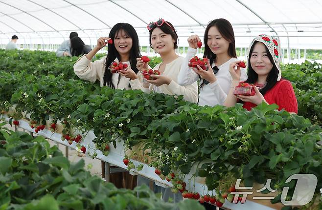 충남 논산 딸기축제가 개막한 26일 논산 부적면 온누리 딸기농장에서 관광객들이 딸기수확 체험을 하고 있다. 2026.3.26 ⓒ 뉴스1 김기태 기자