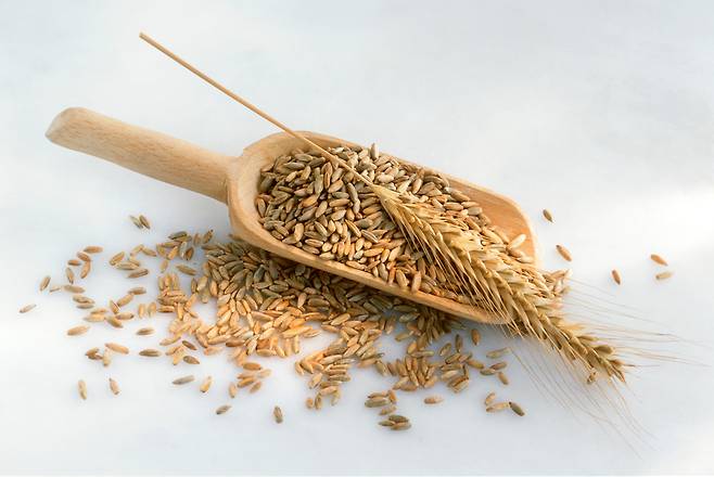 12주간 호밀 위주의 식단을 유지한 그룹에서 전신 염증 지표가 유의미하게 개선된 것으로 나타났다.​/사진=클립아트코리아