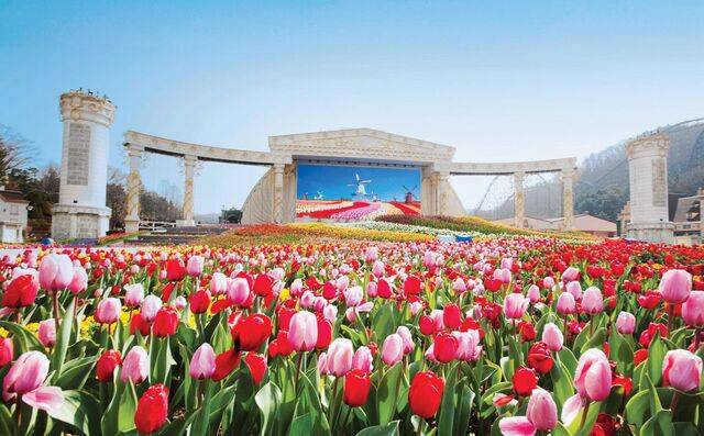 국내 주요 테마파크가 나들이 철을 맞아 잇따라 봄 축제를 열고 있다. 형형색색 화사한 튤립이 펼쳐진 에버랜드 ‘인피니티 튤립가든’. 에버랜드 제공