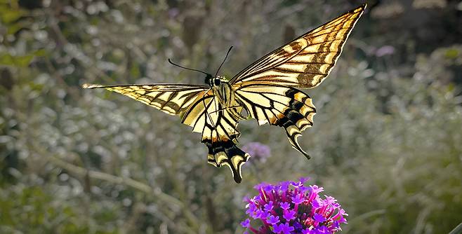 호랑나비 한 마리가 봄을 맞아 화려한 날개를 뽐내고 있습니다. 겨울이 지나고 향긋한 꽃 내음이 반가운 마음은 사람들과 매한가지네요. 김호영 기자