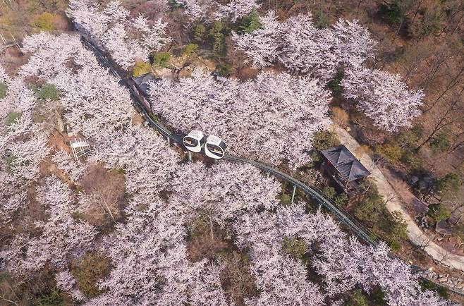 곤지암 화담숲 작년 벚꽃