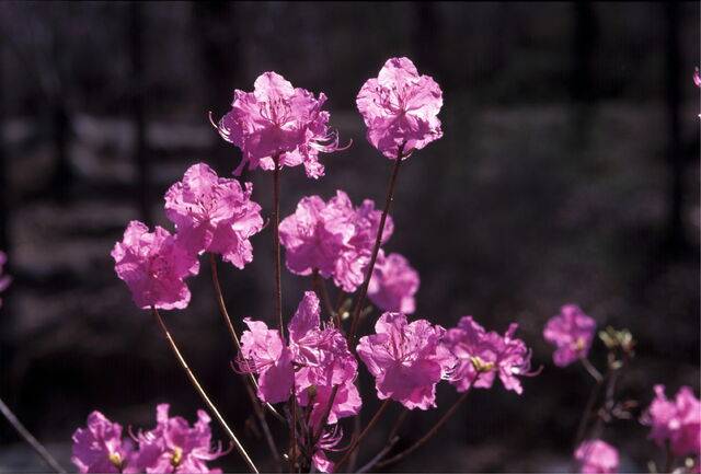 진달래. 농민신문DB