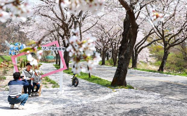 지난 10일 보성군 문덕면 천년고찰 대원사 일원의 벚꽃이 만개해 상춘객들이 나들이를 즐기고 있다. 보성군 제공