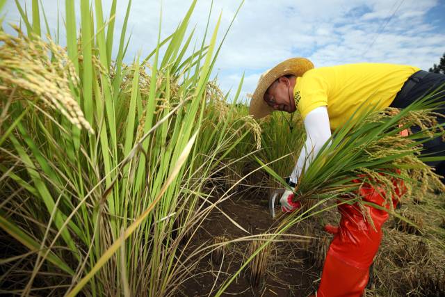 지난해 9월 23일 오전 경북 칠곡군 왜관읍 금남리 프리미엄 쌀 재배단지에서 기계를 이용한 본격적인 추수에 앞서 낫으로 직접 벼 베기를 하는 모습. 연합뉴스