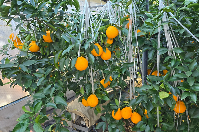 대구 동구 둔산동 비닐하우스에서 재배 중인 한라봉. 김현목기자