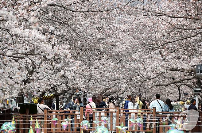 전국 최대 벚꽃 축제인 '제64회 진해군항제'가 개막한 27일 경남 창원 진해구 여좌천을 찾은 관광객들이 벚꽃을 감상하고 있다. 제64회 진해군항제는 이날부터 4월 5일까지 10일간 진해구 전역에서 진행된다. 2026.3.27 ⓒ 뉴스1 윤일지 기자