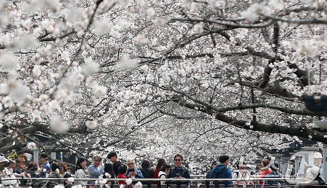 전국 최대 벚꽃 축제인 '제64회 진해군항제'가 개막한 27일 경남 창원 진해구 여좌천을 찾은 관광객들이 벚꽃을 감상하고 있다. 제64회 진해군항제는 이날부터 4월 5일까지 10일간 진해구 전역에서 진행된다. 2026.3.27 ⓒ 뉴스1 윤일지 기자